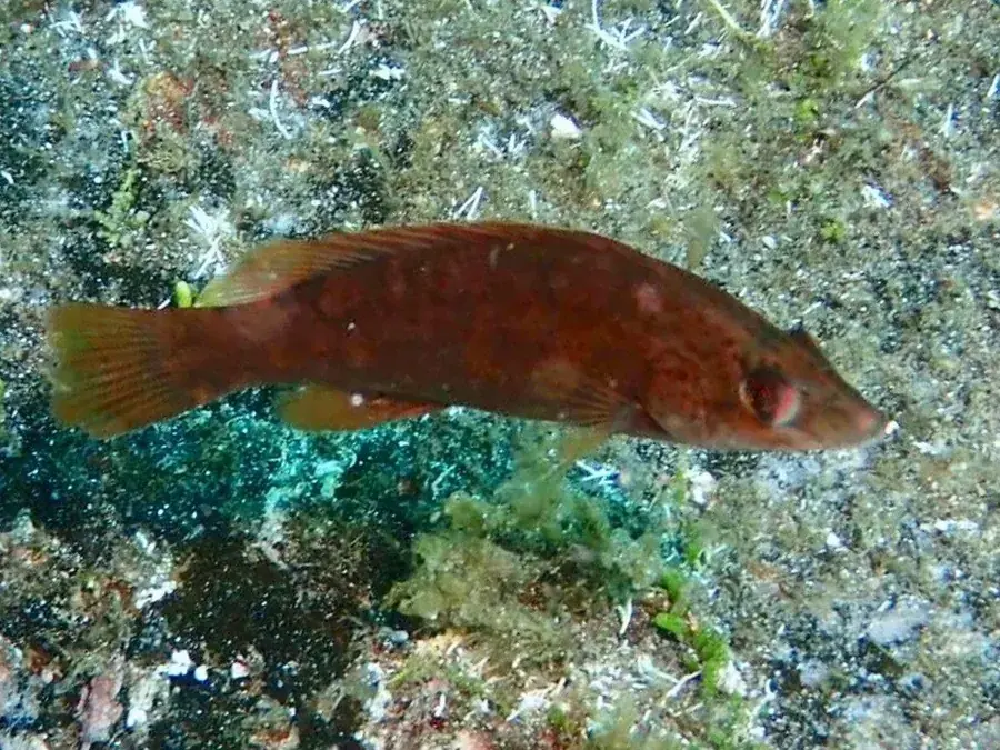 Ballan wrasse (Labrus bergylta)