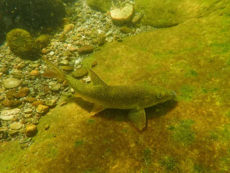 Barbel (Barbus barbus)