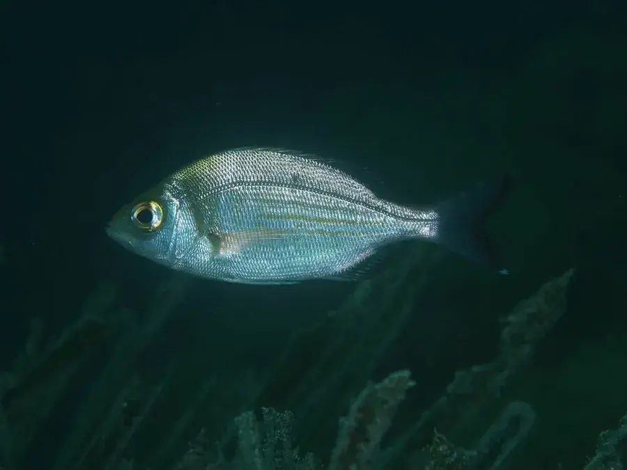 Black seabream (Spondyliosoma cantharus)
