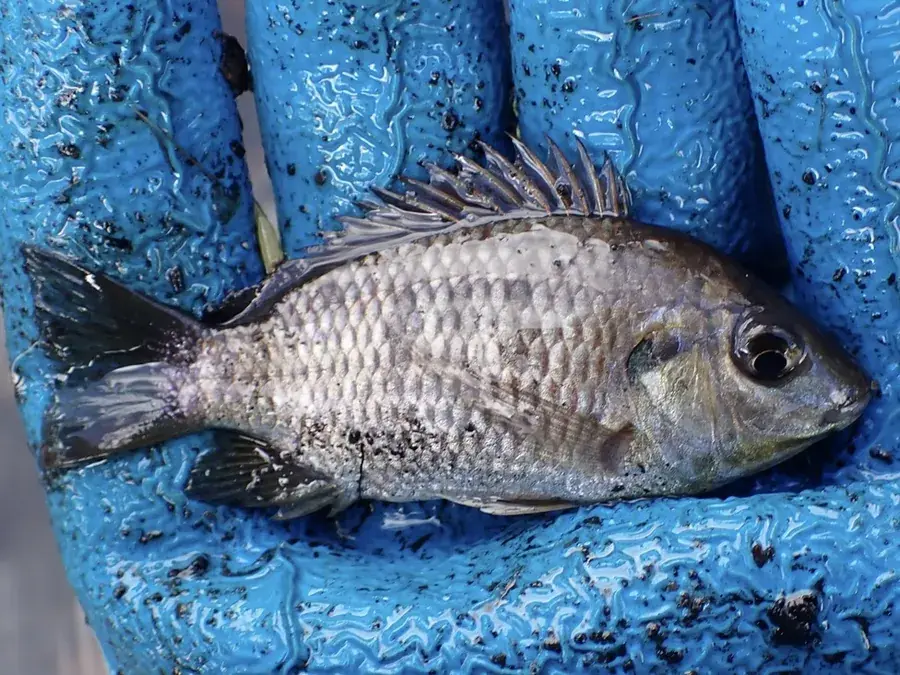 Blackchin tilapia (Sarotherodon melanotheron)