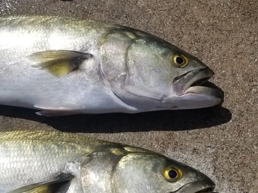 Bluefish (elf, shad) (Pomatomus saltatrix)