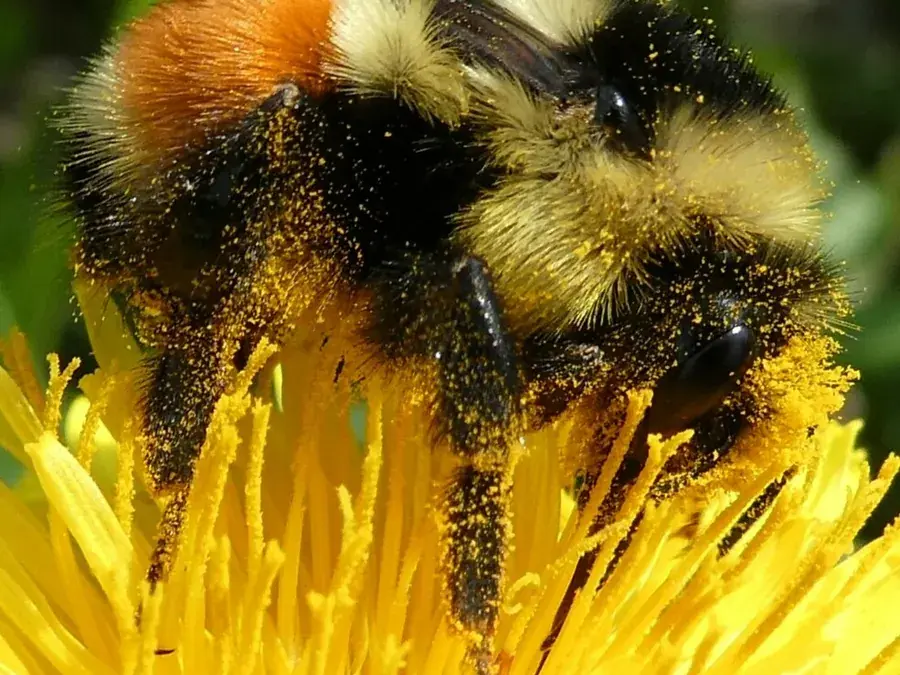Bumble bees (Bombus spp.)