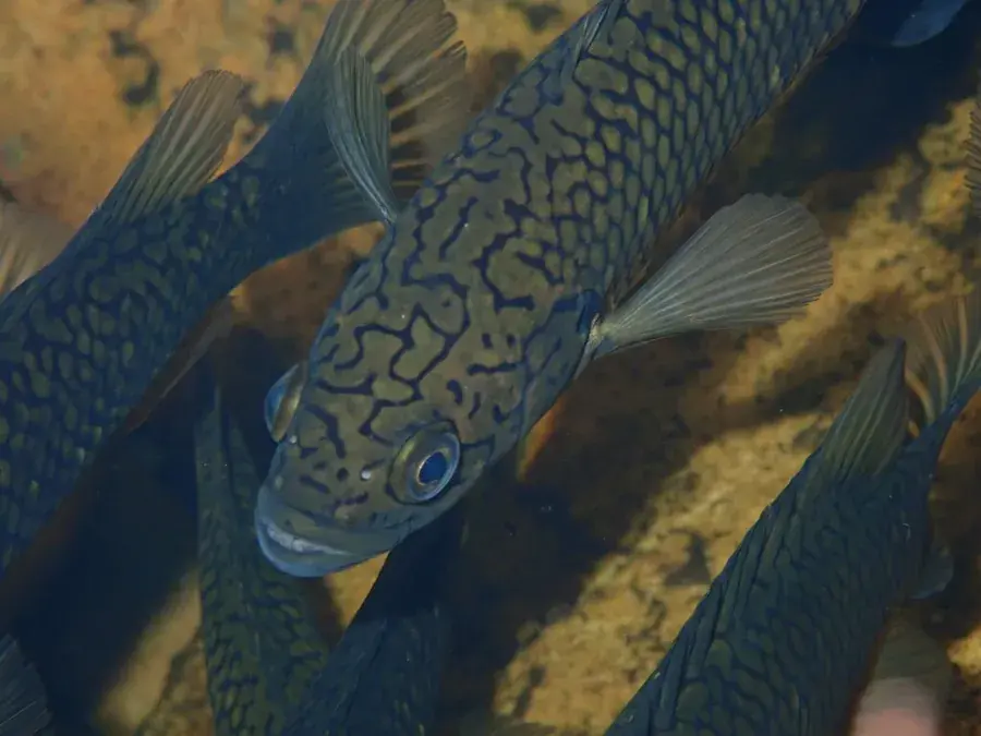 Cape kurper (Sandelia capensis)