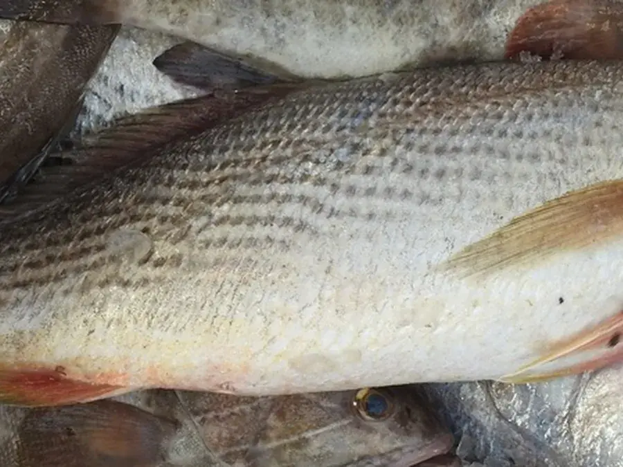 Cassava croaker (Pseudotolithus senegalensis)