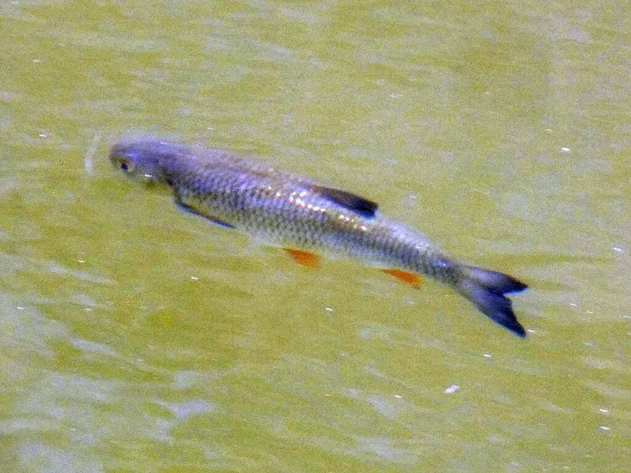 Chub (Squalius cephalus)