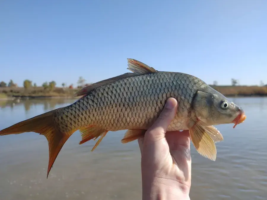 Common carp (Cyprinus carpio)