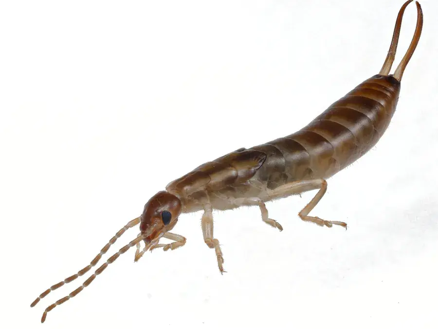 Earwig (Forficula auricularia)