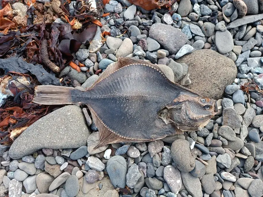 European flounder (Platichthys flesus)