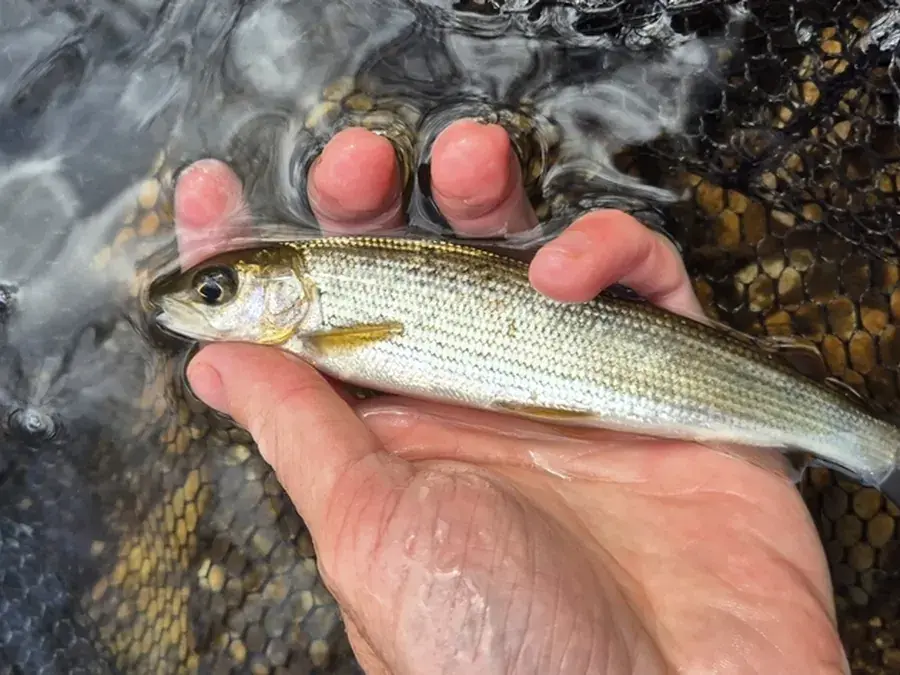 European grayling (Thymallus thymallus)