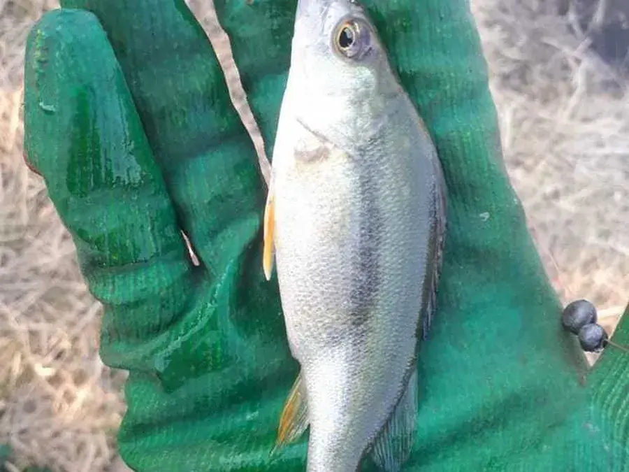 European perch (Perca fluviatilis)