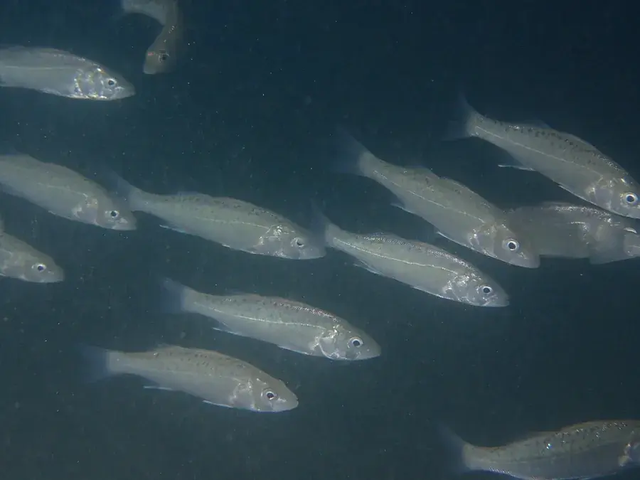 European sea bass (Dicentrarchus labrax)