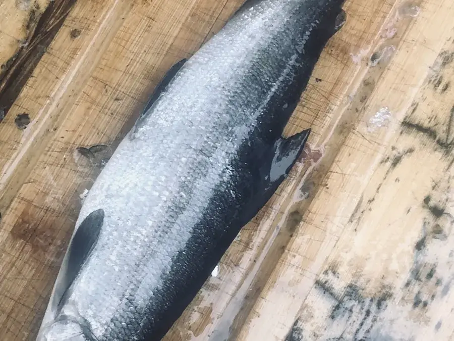 European whitefish (Coregonus lavaretus)