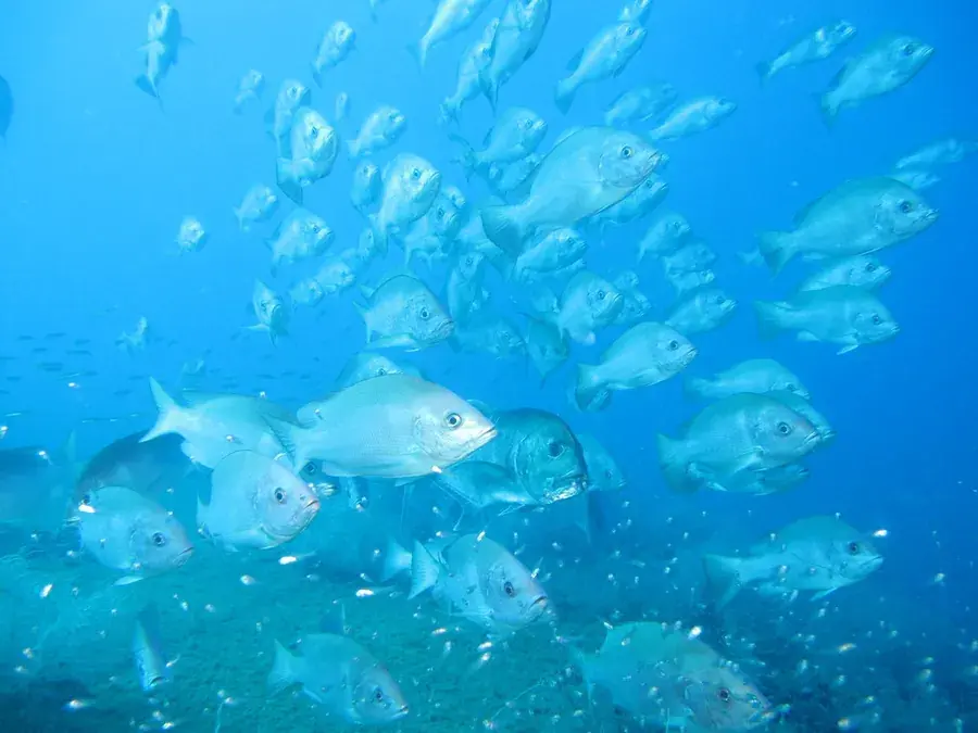 Giant trevally (GT) (Caranx ignobilis)