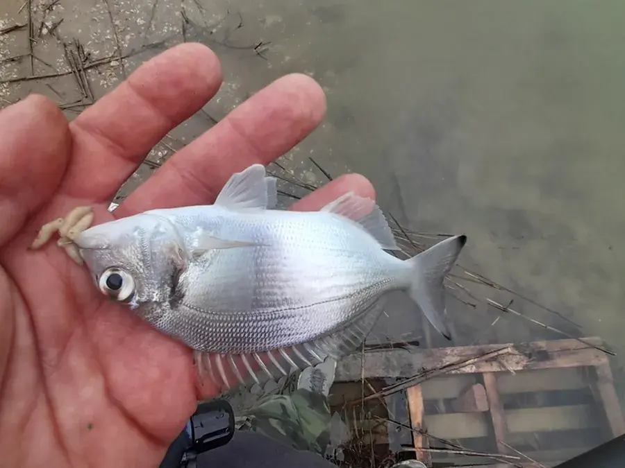 Gilthead seabream (Sparus aurata)