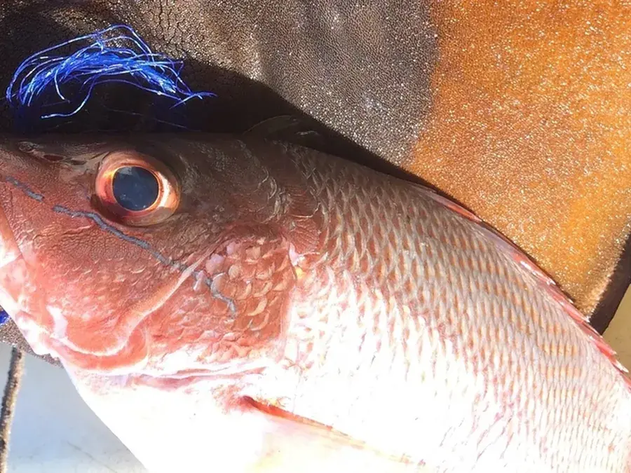 Gorean snapper (Lutjanus goreensis)