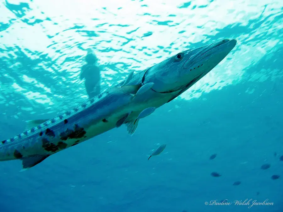 Great barracuda (Sphyraena barracuda)