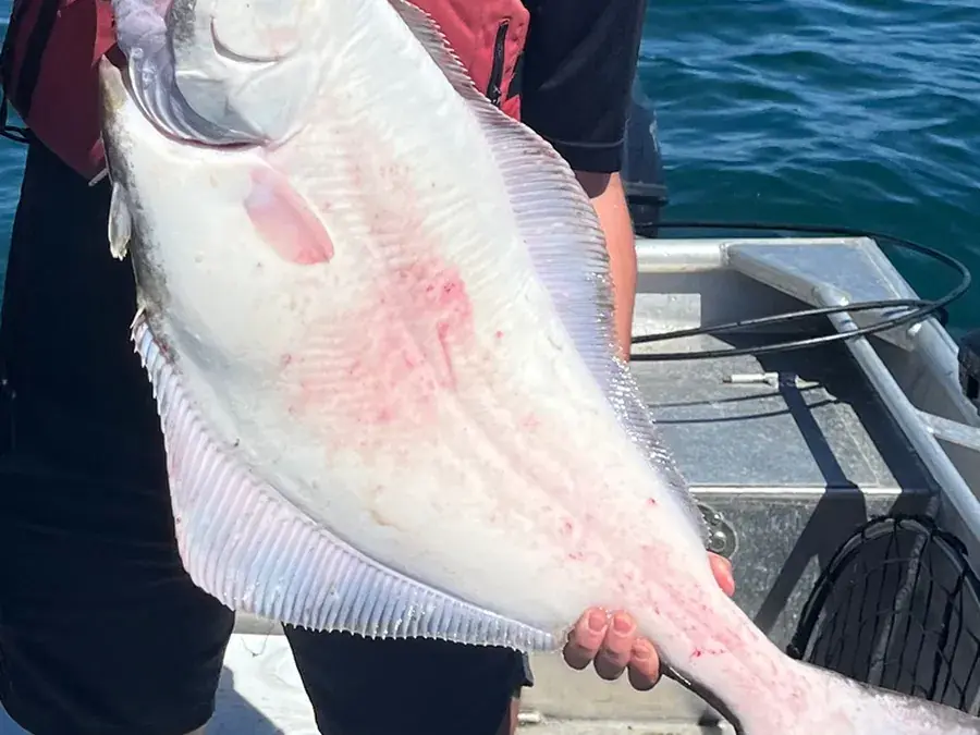 Pacific halibut (Hippoglossus stenolepis)