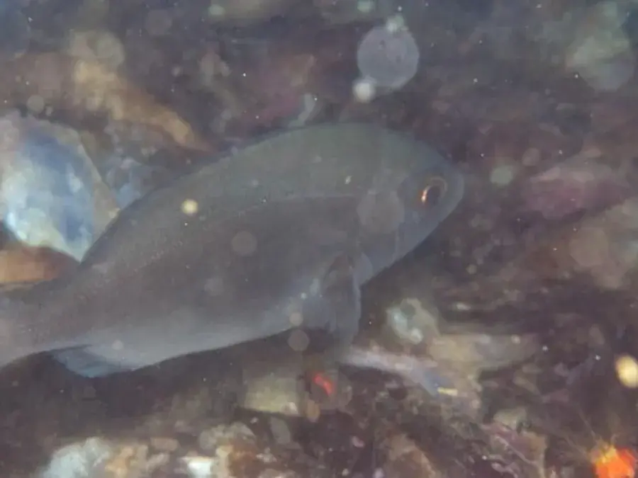 Hottentot seabream (Cape bream) (Pachymetopon blochii)
