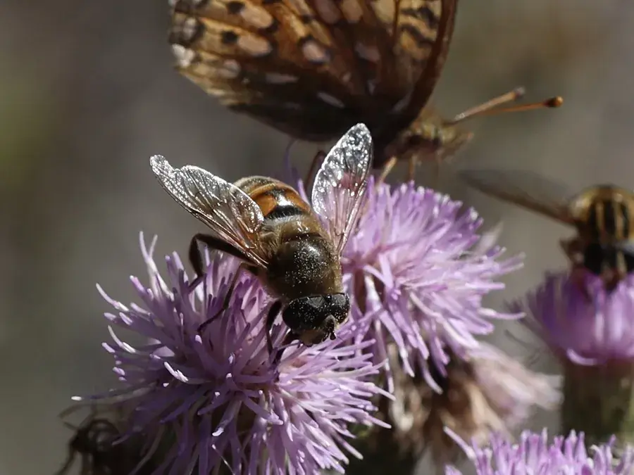 Hoverfly (Syrphidae)