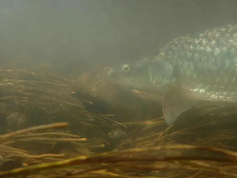 Largemouth yellowfish (Labeobarbus kimberleyensis)