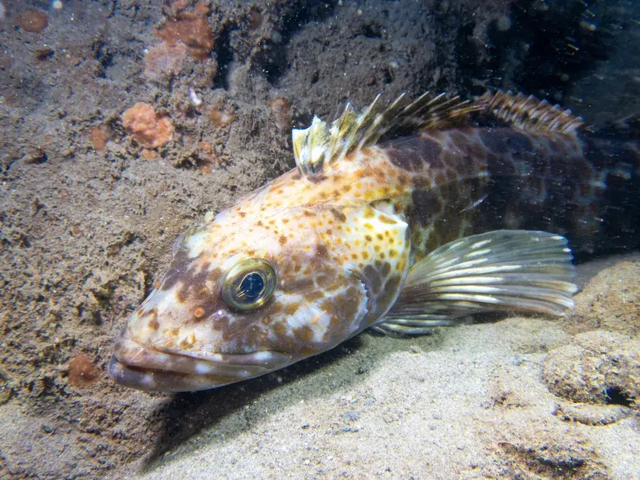 Lingcod (Ophiodon elongatus)