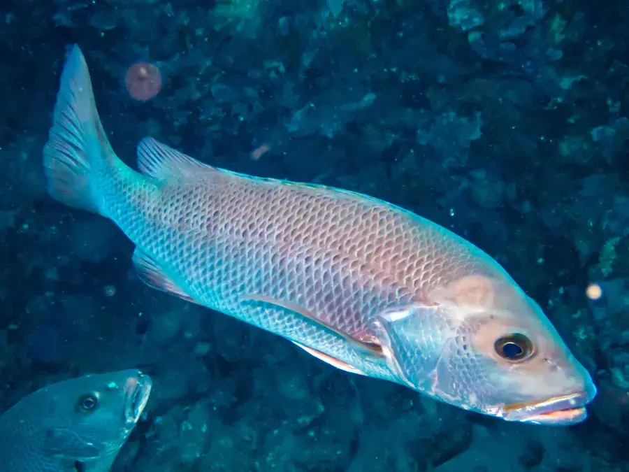 Mangrove red snapper (river snapper) (Lutjanus argentimaculatus)