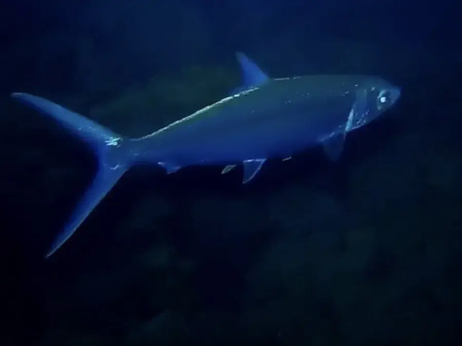 Milkfish (Chanos chanos)