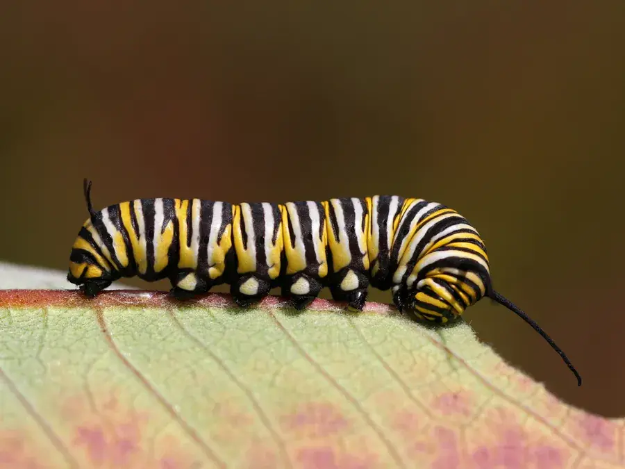 Monarch butterfly (Danaus plexippus)