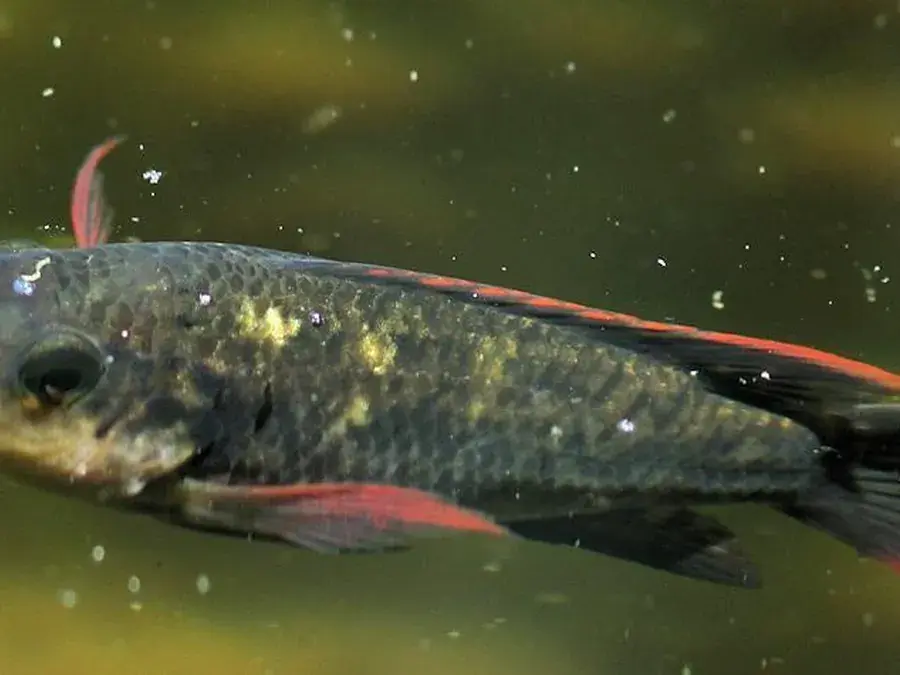 Mozambique tilapia (blue kurper) (Oreochromis mossambicus)