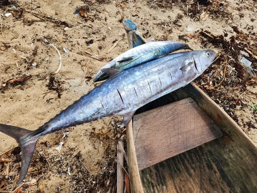 Couta (narrow-barred Spanish mackerel) (Scomberomorus commerson)