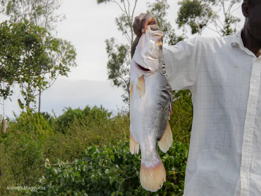 Nile perch (Lates niloticus)