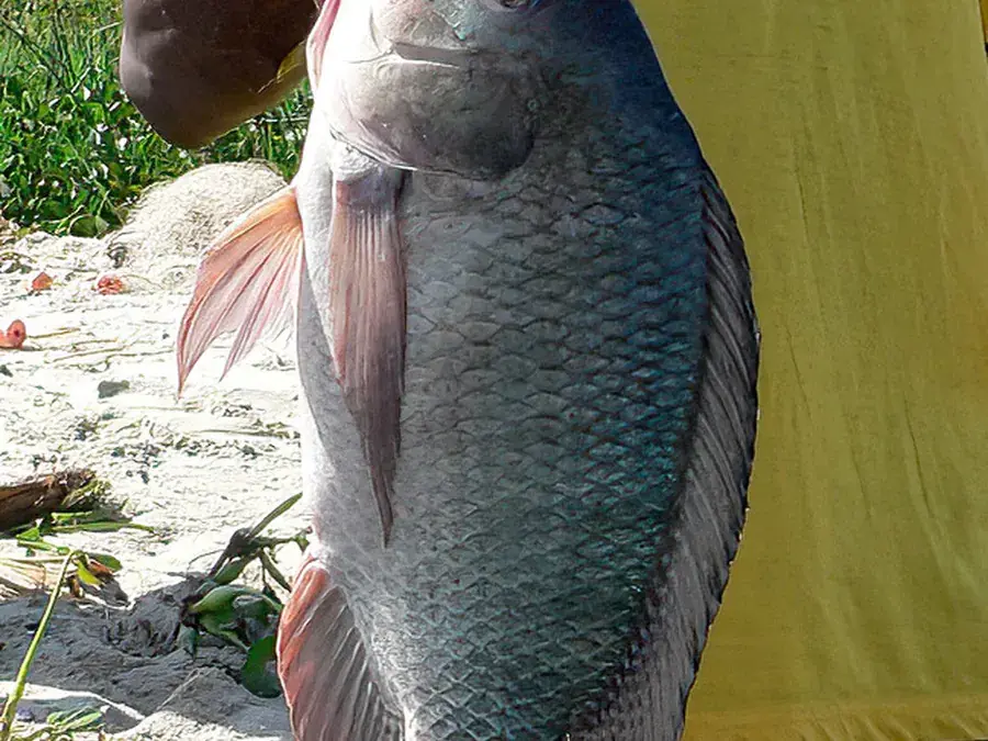 Nile tilapia (Oreochromis niloticus)