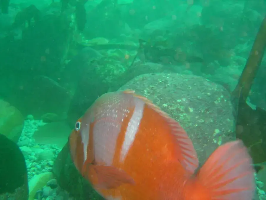 Red roman (Chrysoblephus laticeps)