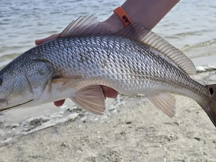 Redfish (red drum) (Sciaenops ocellatus)