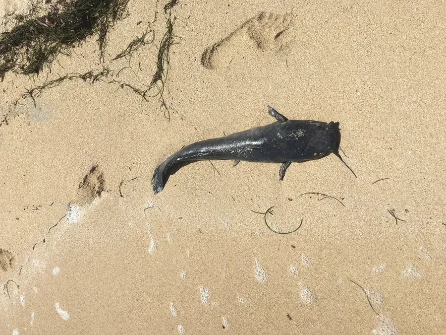 Sharptooth catfish (barbel) (Clarias gariepinus)