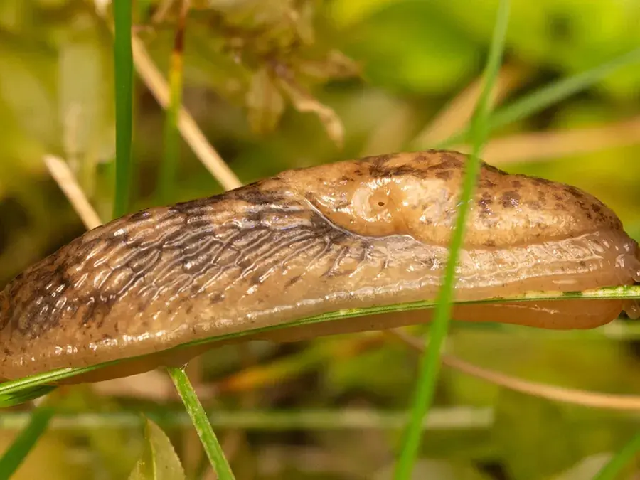 Slugs (Gastropoda)