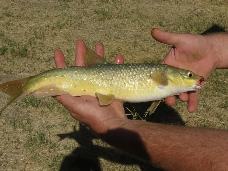 Smallmouth yellowfish (Labeobarbus aeneus)