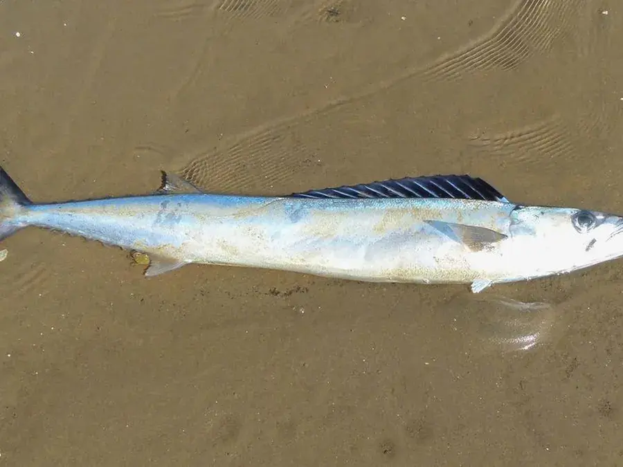 Snoek (Thyrsites atun)