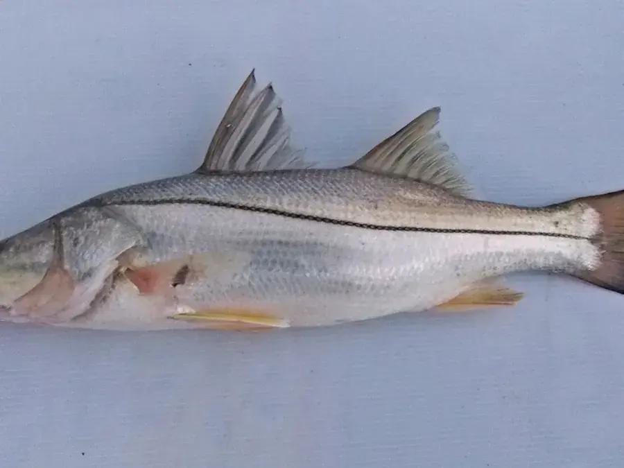 Snook (Centropomus undecimalis)