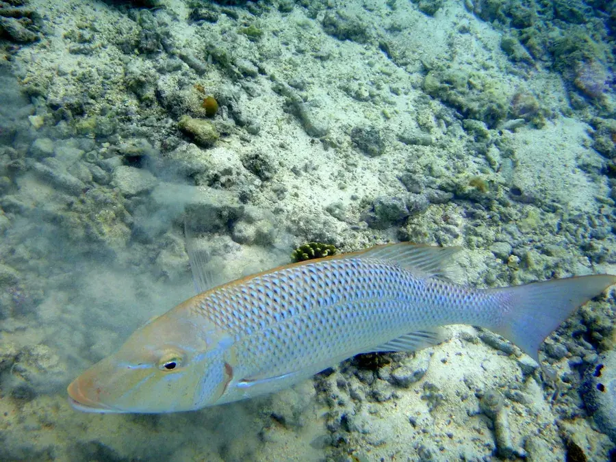 Spangled emperor (Lethrinus nebulosus)