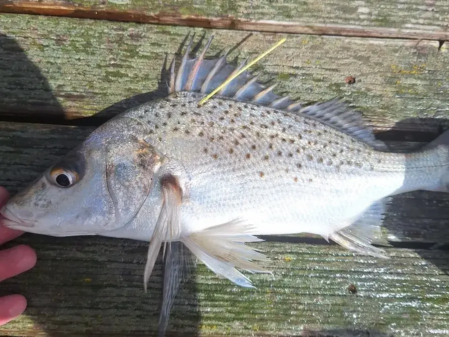 Spotted grunter (Pomadasys commersonnii)