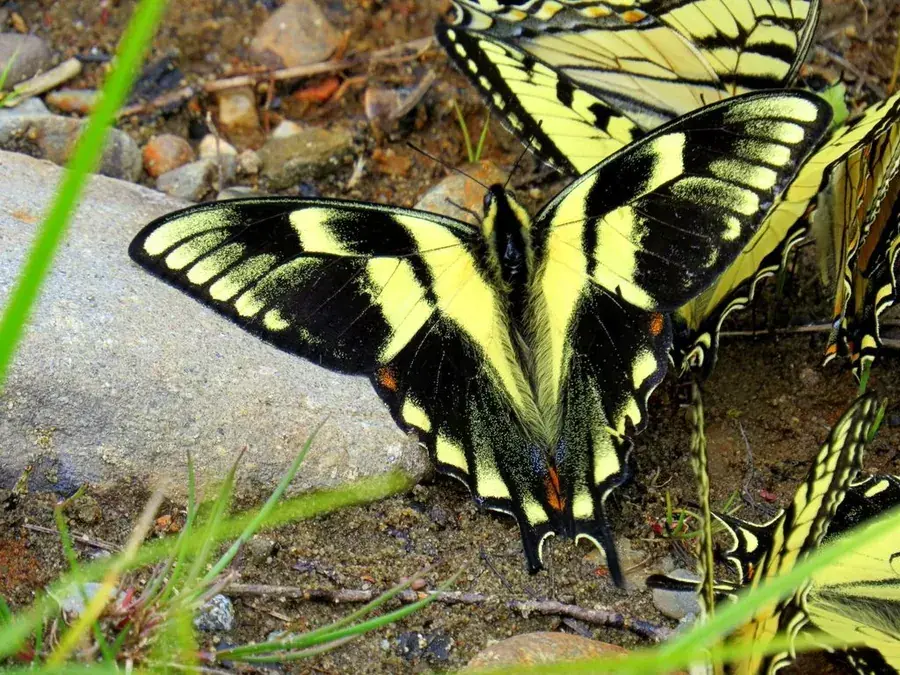 Swallowtail butterflies (Papilio spp.)