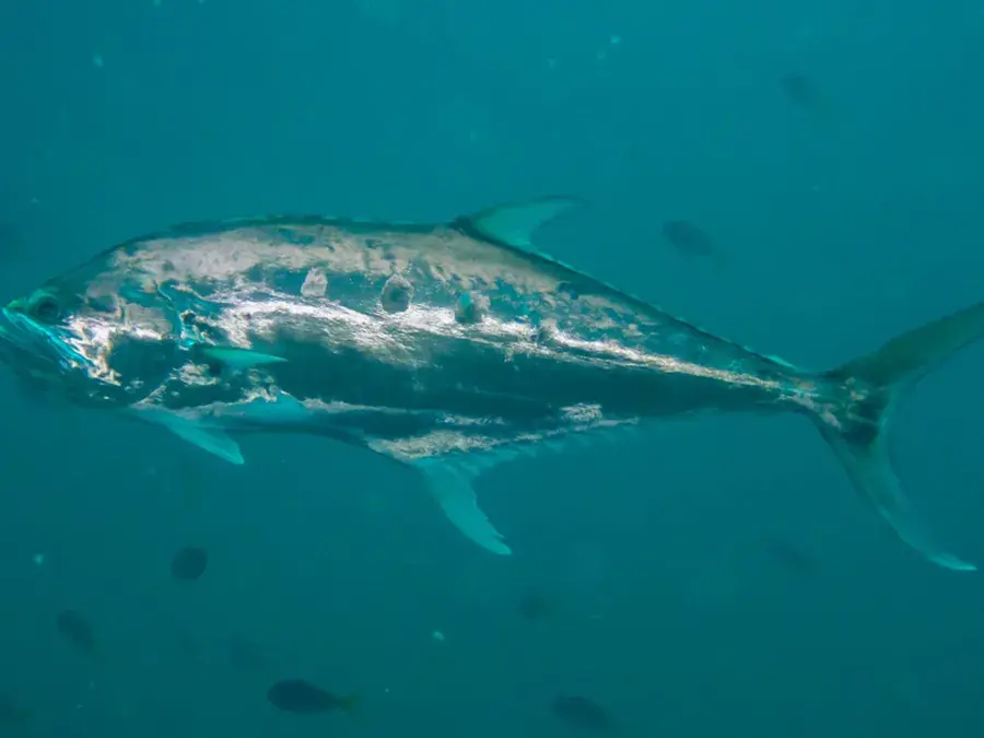 Talang queenfish (largemouth queenfish) (Scomberoides commersonnianus)