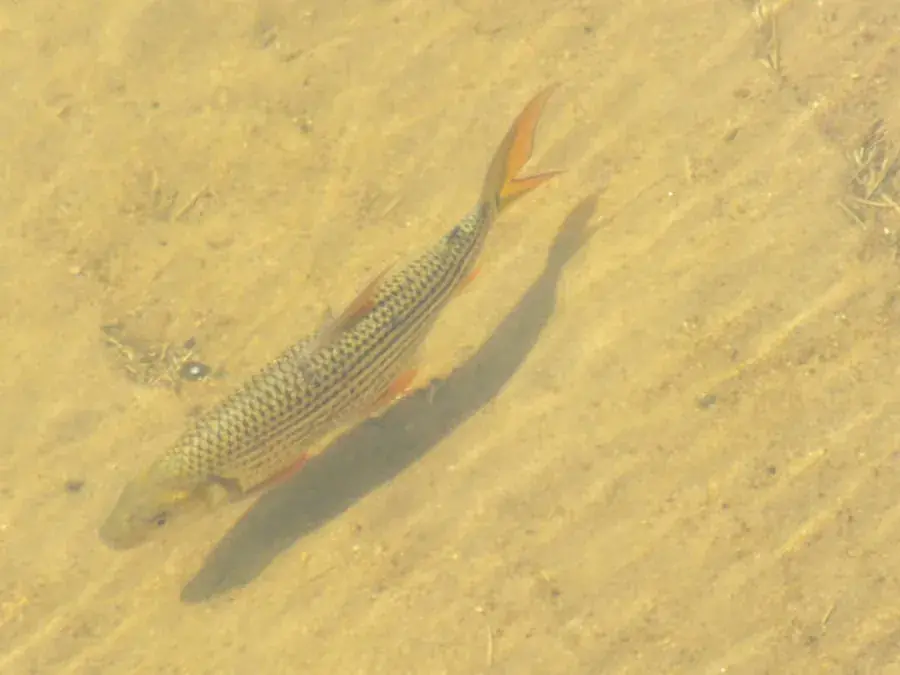 Tigerfish (Hydrocynus vittatus)