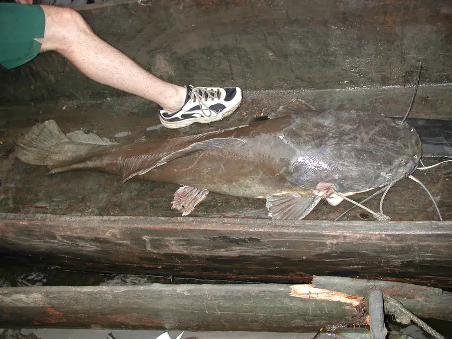 Vundu (Heterobranchus longifilis)