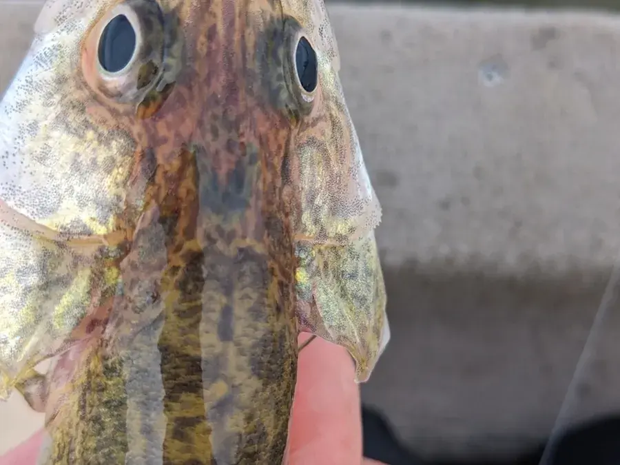 Walleye (Sander vitreus)