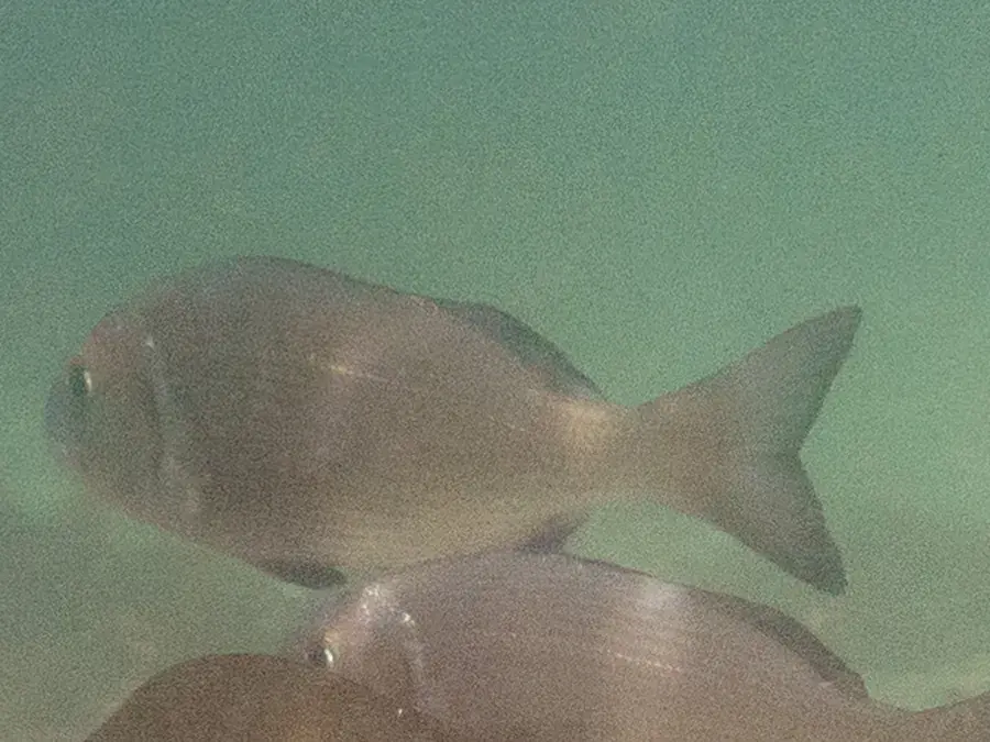 White musselcracker (brusher) (Sparodon durbanensis)