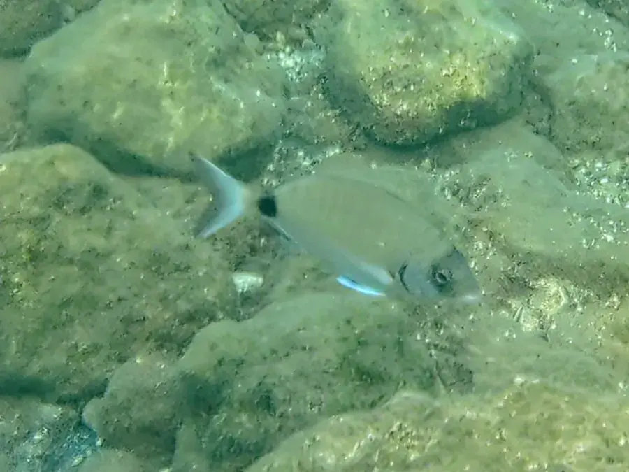 White seabream (blacktail) (Diplodus sargus)