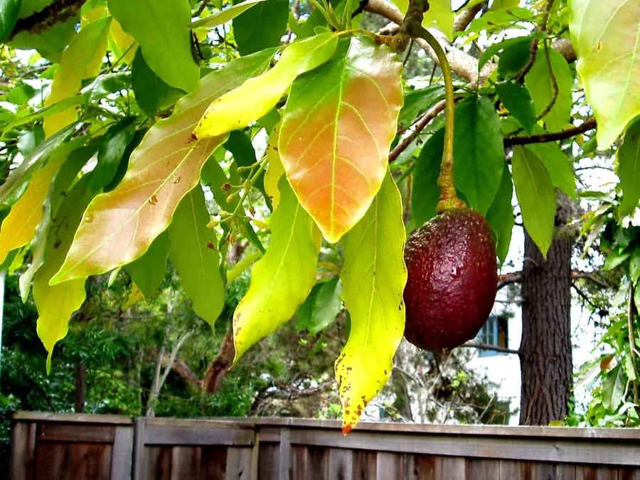 Avocados