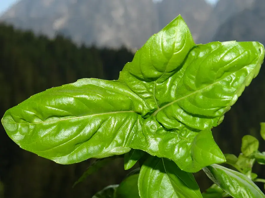 Basil